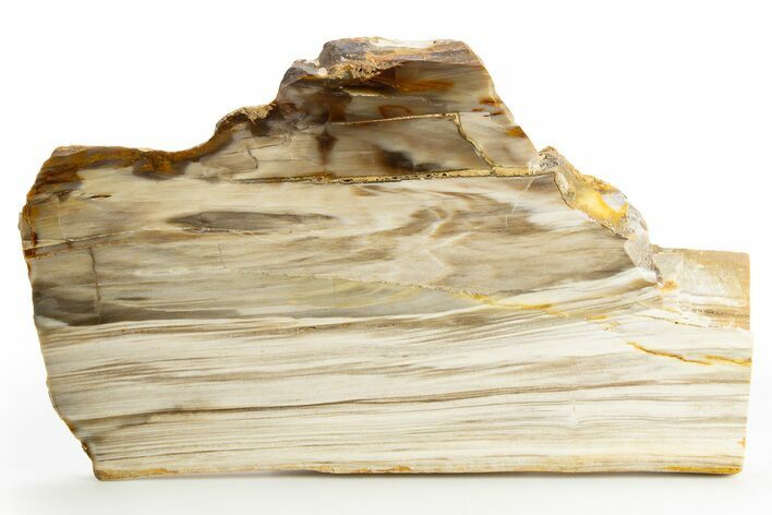 Polished Petrified Wood (Bald Cypress?) Slab - Washington #311186